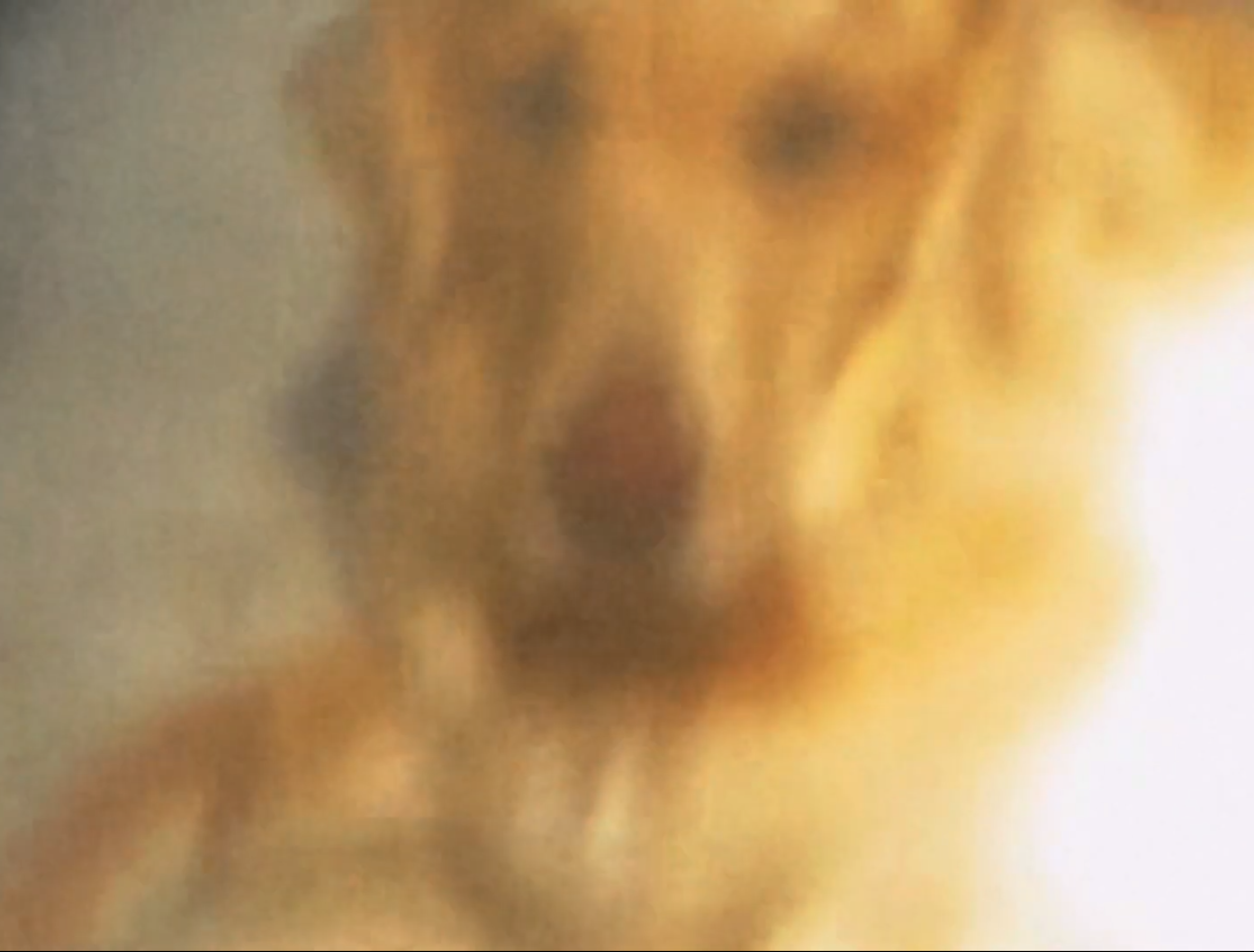 Wash Dogs
